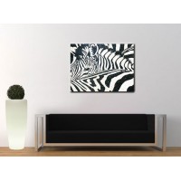 ZEBRE